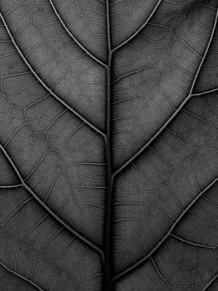 Black Leaf Fiddle Leaf Fig Tree