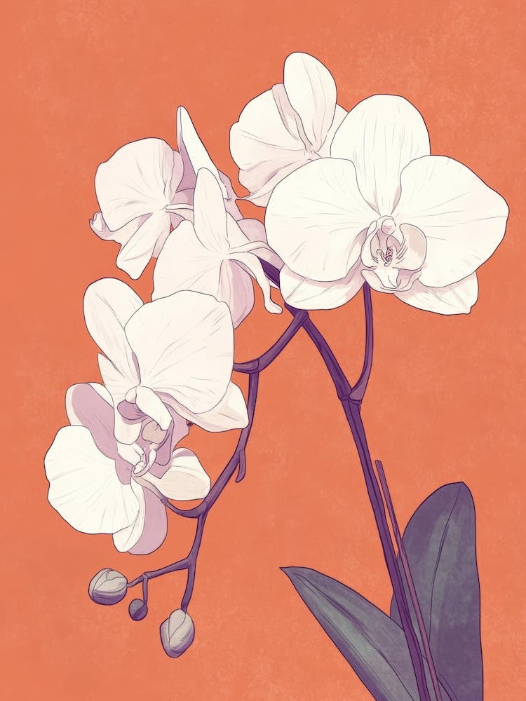 Orchids 24