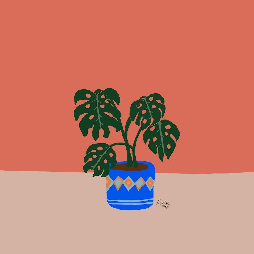 Monstera