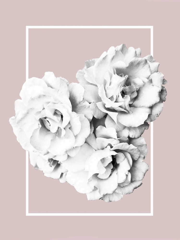 Rosen Minimalistisch