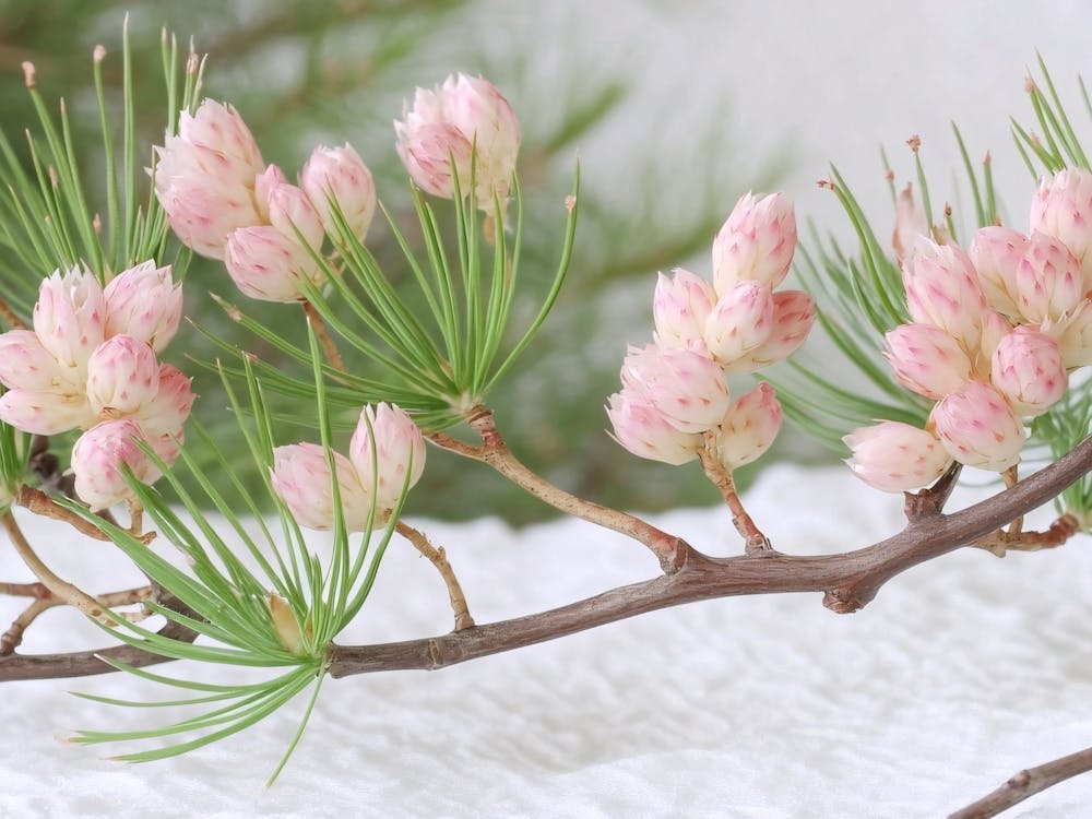 Pine Blossoms