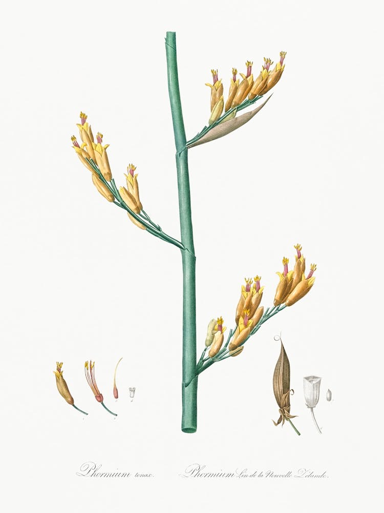 New Zealand Flax Illustration From Les Liliacées (1805), Pierre Joseph Redoute 1
