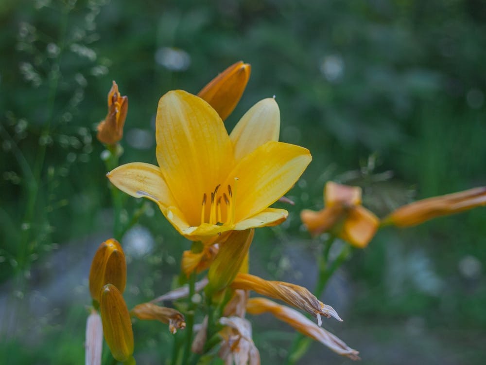 Yellow Lily 3