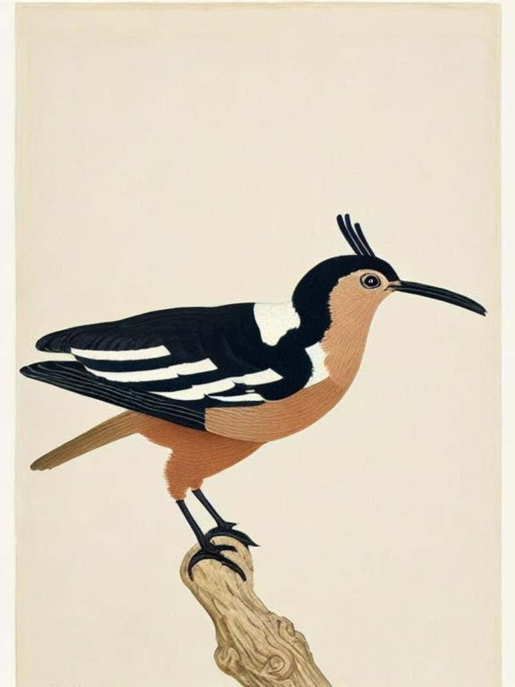 Hoopoe Illustration Bird