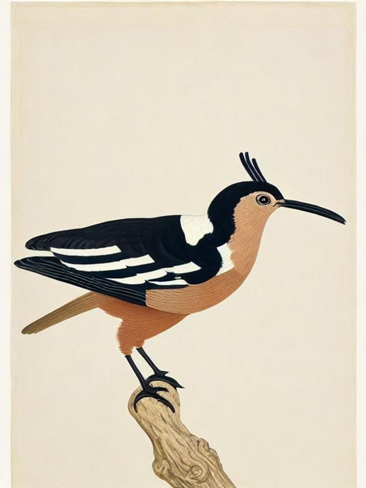 Hoopoe Illustration Bird