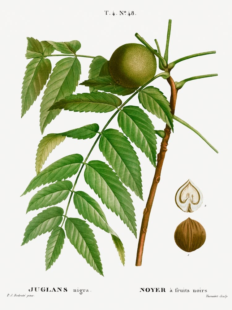 Black Walnut, Pierre Joesph Redoute