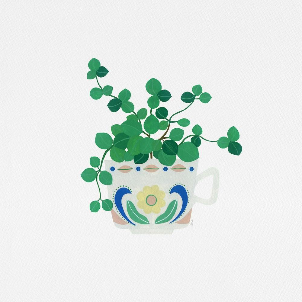 Peperomia Hope Zimmerpflanze Kaffeetassen Gemälde