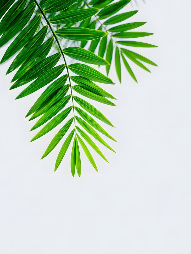 Fresh Greenery Print - Modern Palm Leaf