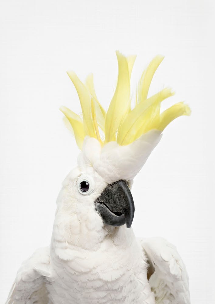 Cheeky Cockatoo