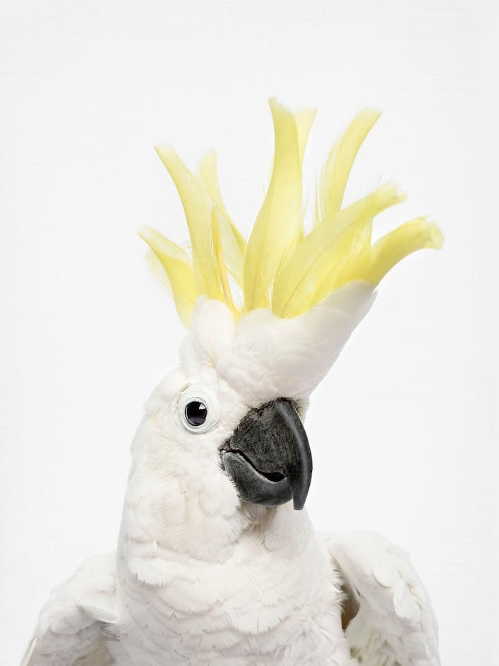 Cheeky Cockatoo