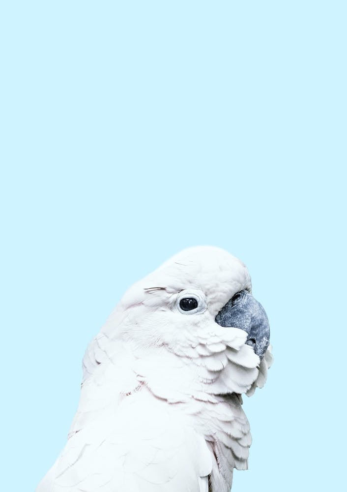 Blue Cockatoo