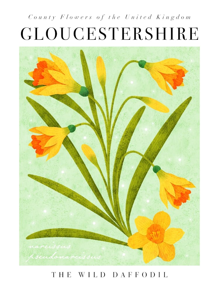 County Flower of Gloucestershire The Wild Daffodil