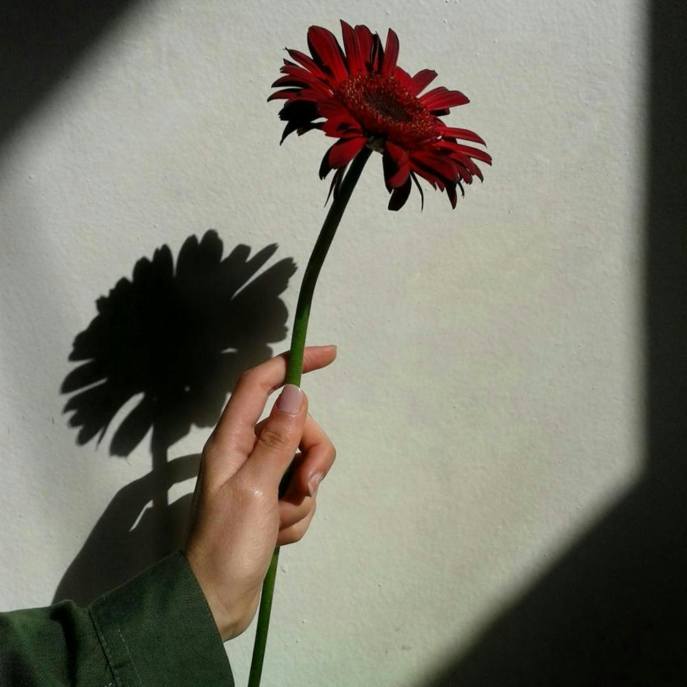 Shadow Of A Flower