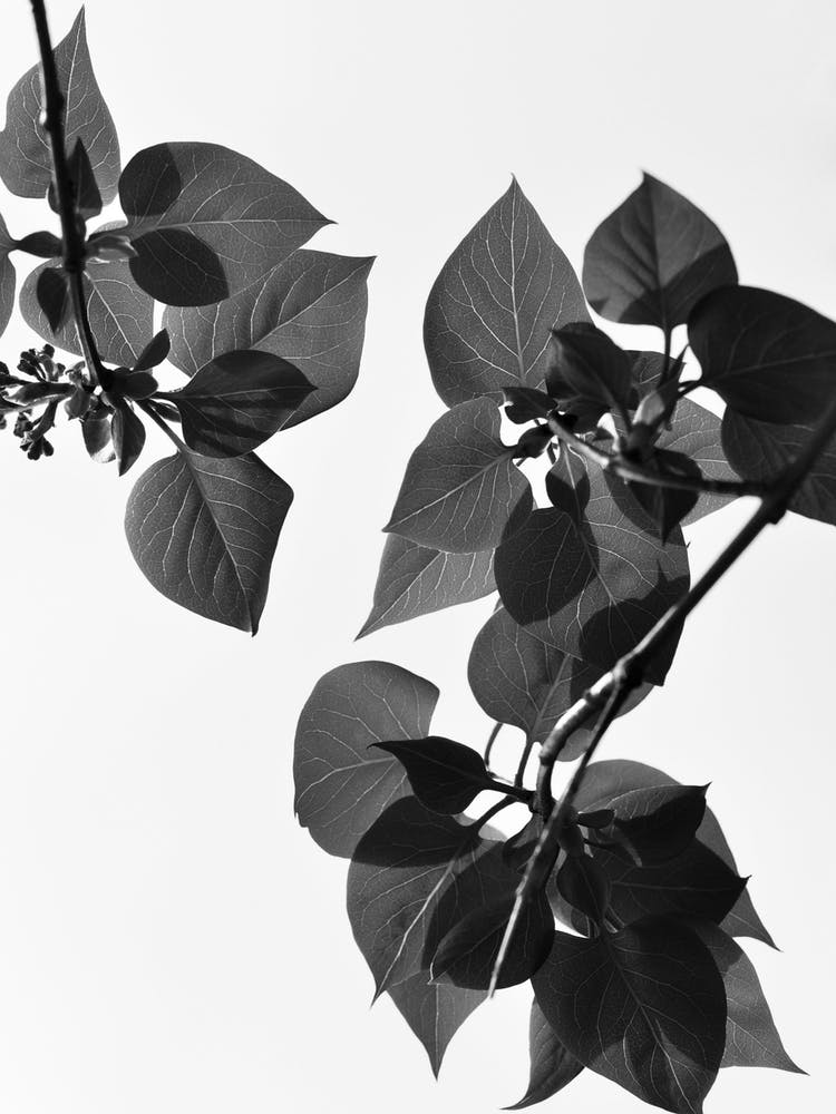 Green Is The Color Of Life