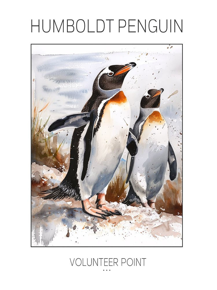 Humboldt Penguin Volunteer Point Watercolour Painting 2 Poster