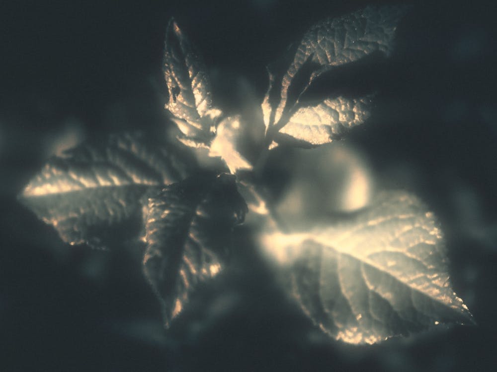 Night. Plants under the lights