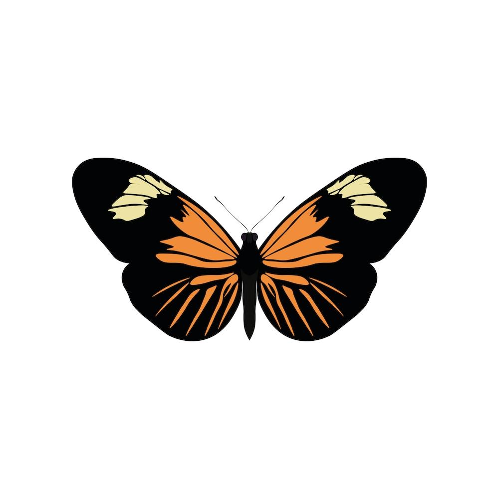 Heliconius Burneyi Butterfly Square