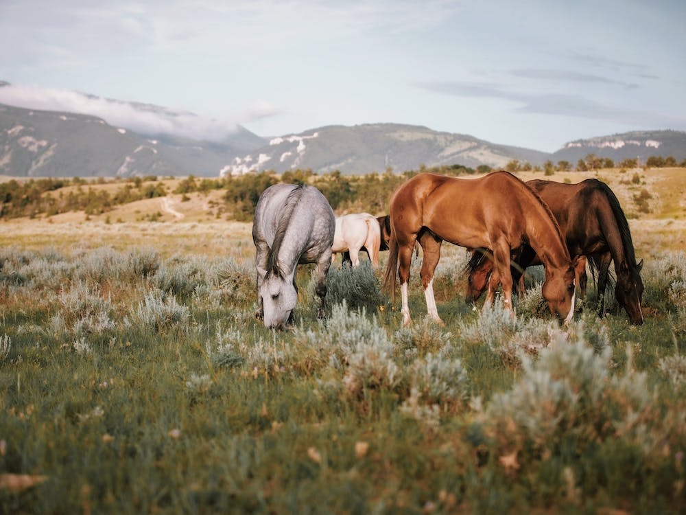 Montana Horse Herd