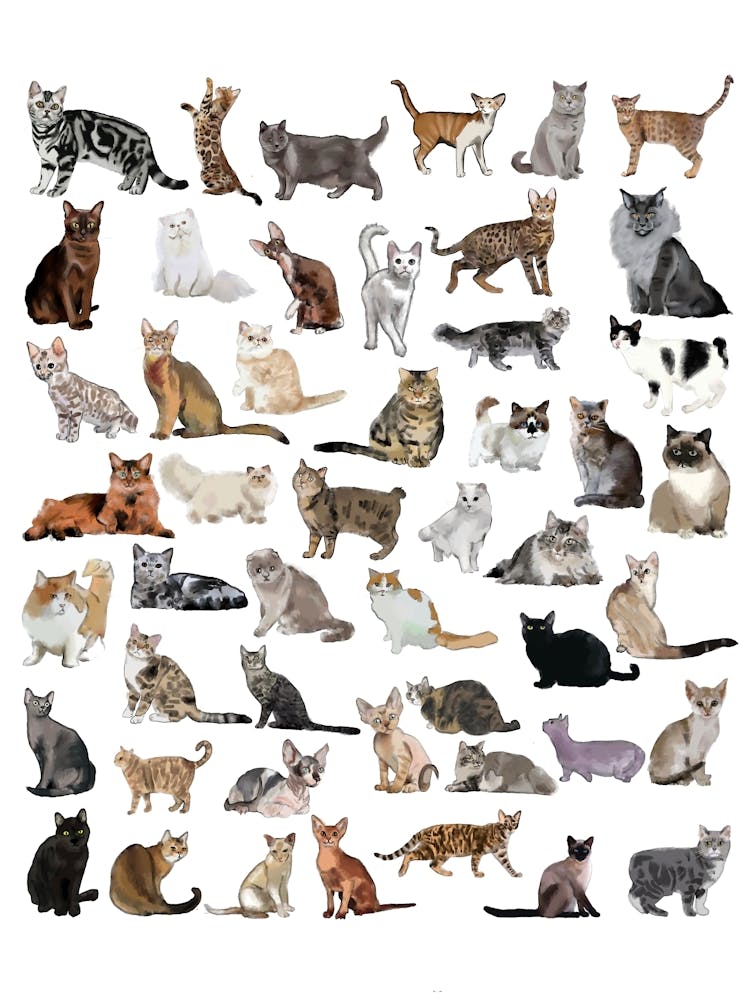Many Cats