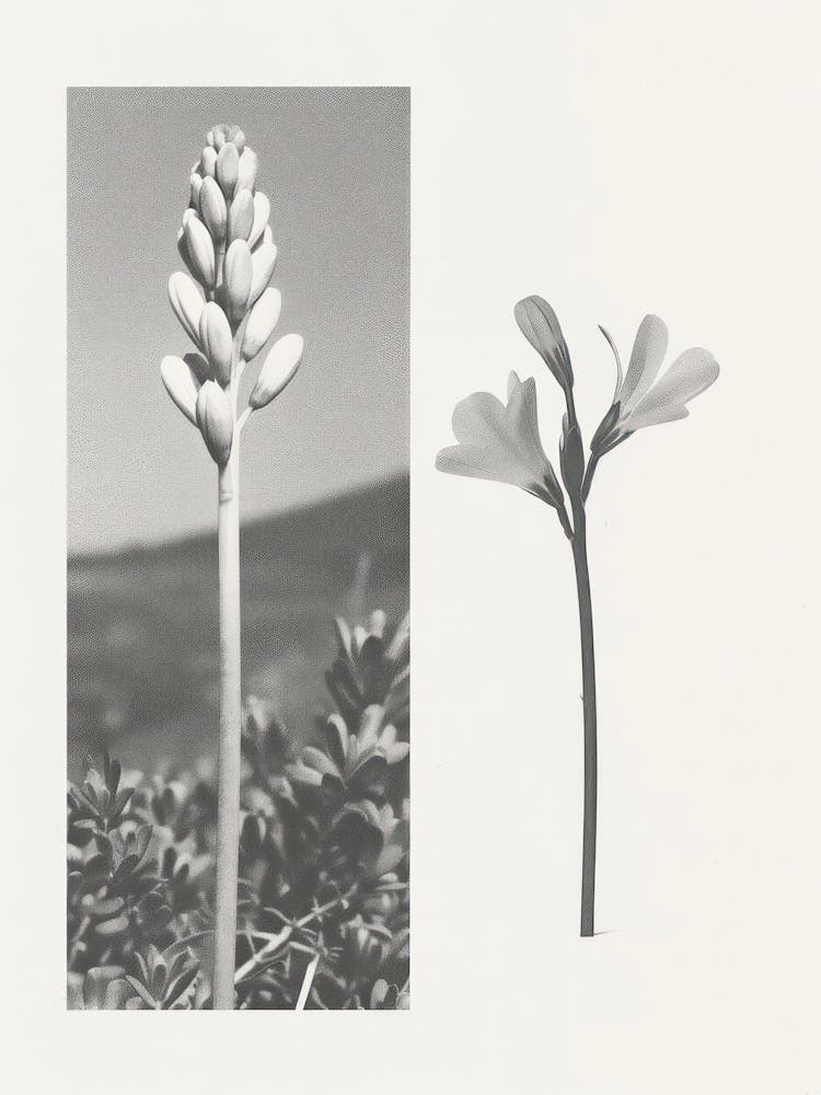 Freesia Flower Photo Collage 2