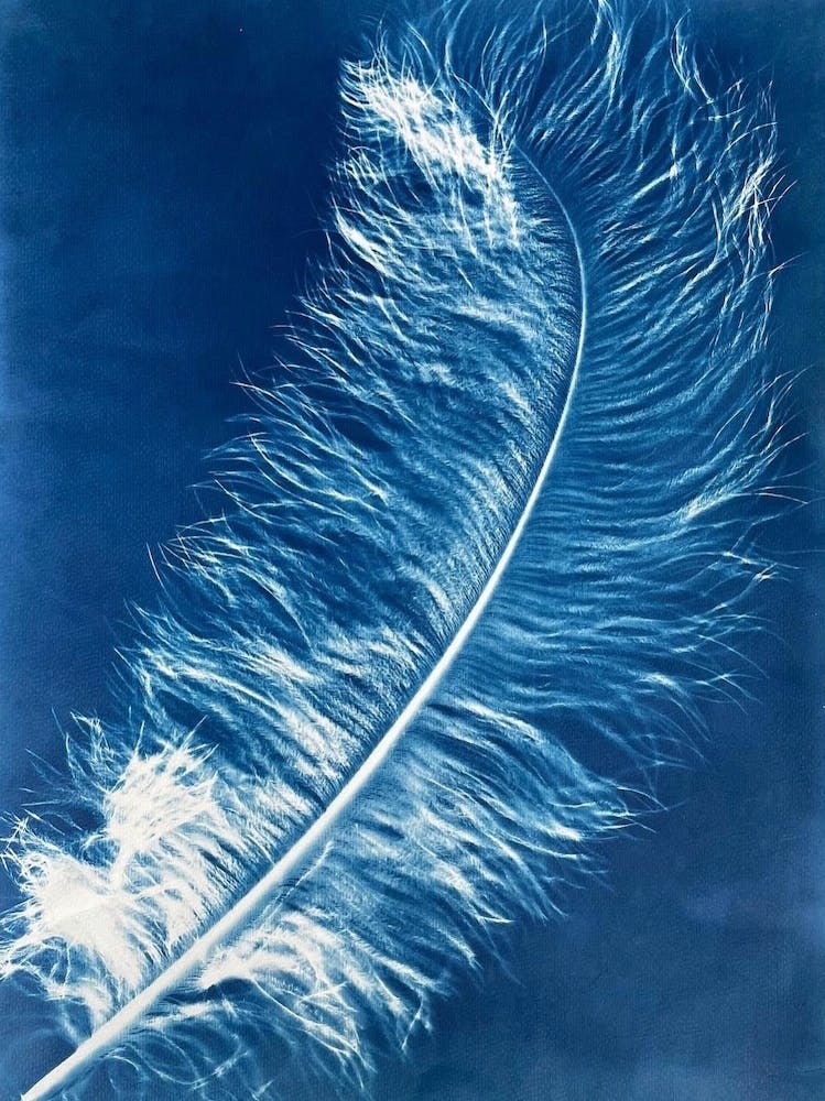 Blue Cyanotype Ostrich Feather 6