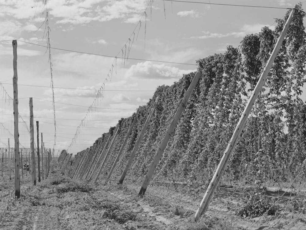 Untitled Photo, Possibly Related To Hop Vines, Yakima County, Washington By Russell Lee