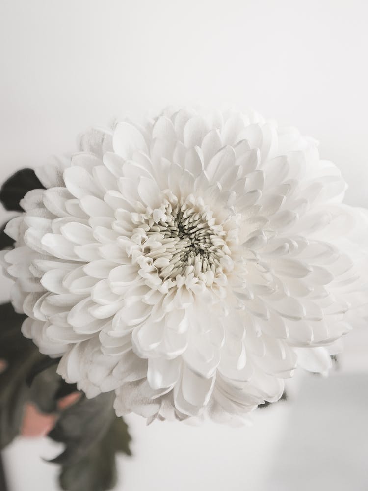 Blumen