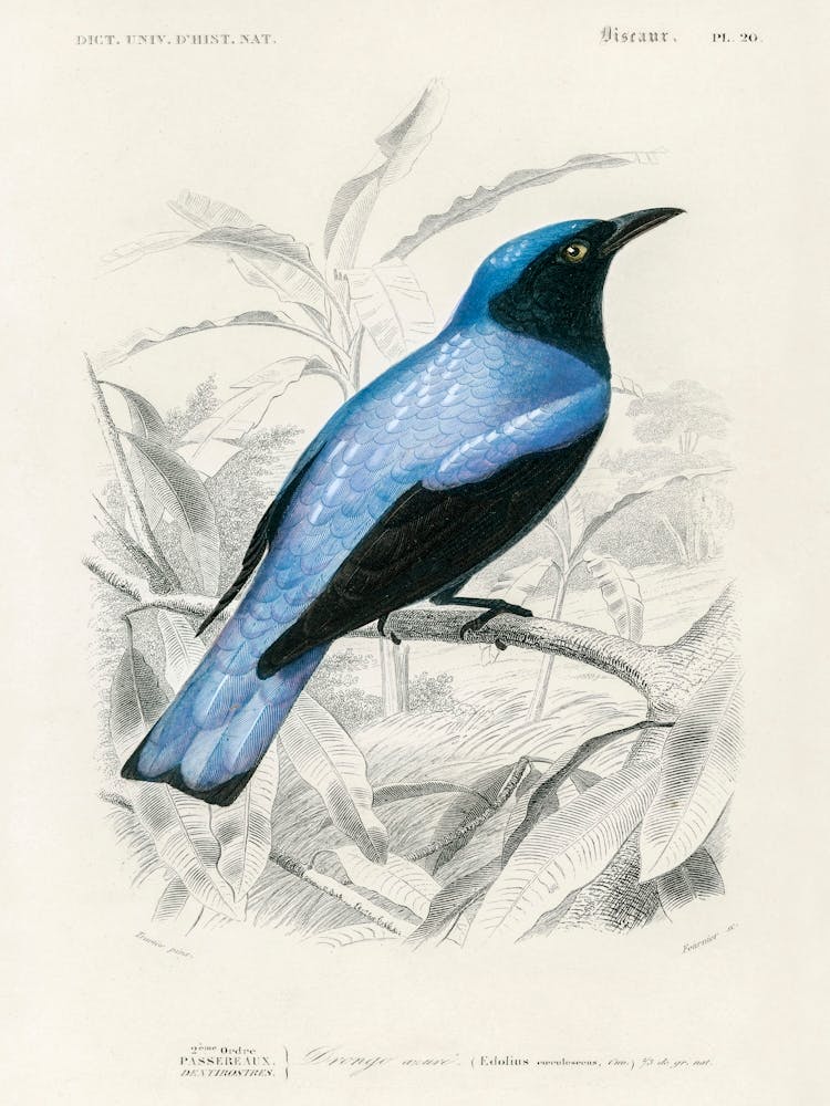 Square Tailed Drongo (Edoius Caerulescens), Charles Dessalines D' Orbigny