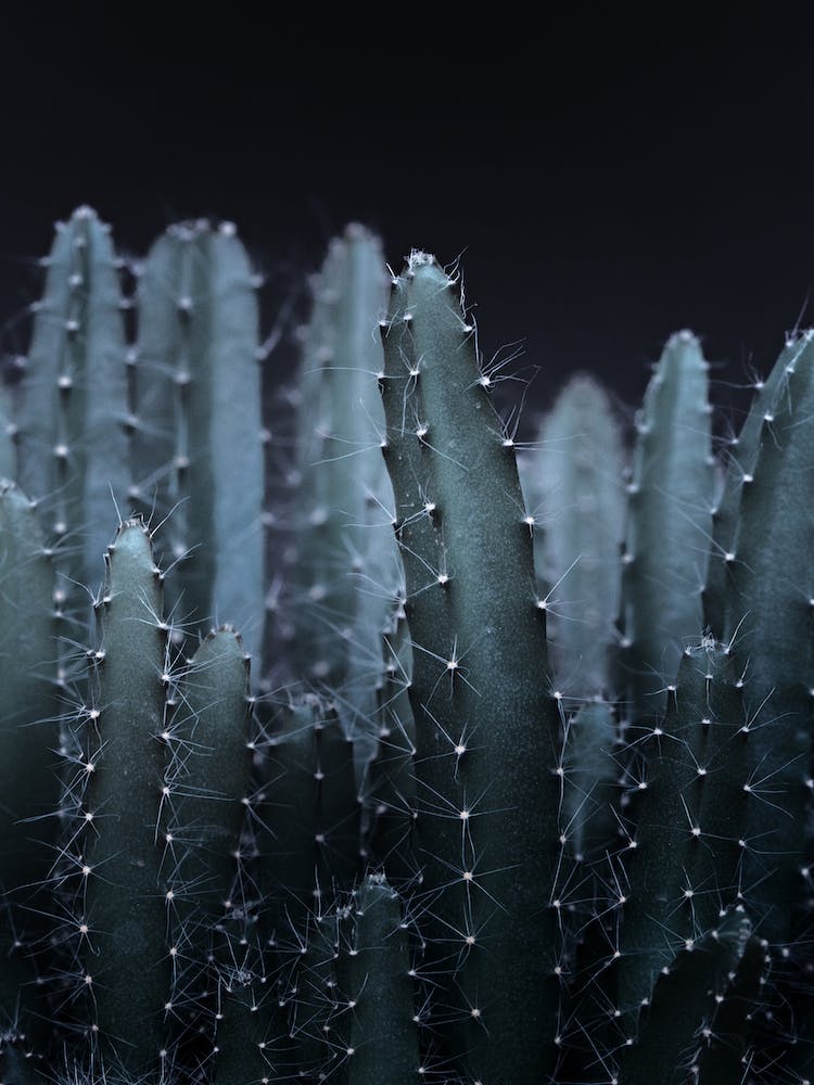 Dark Plant II Cacti in