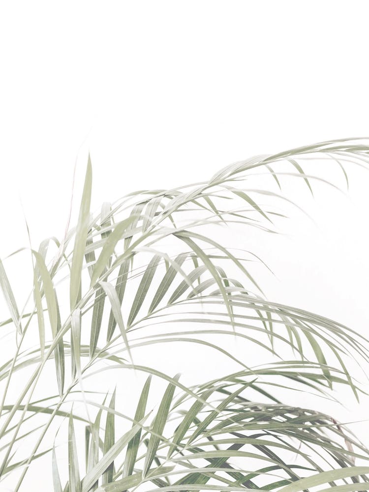 Leafy Fern