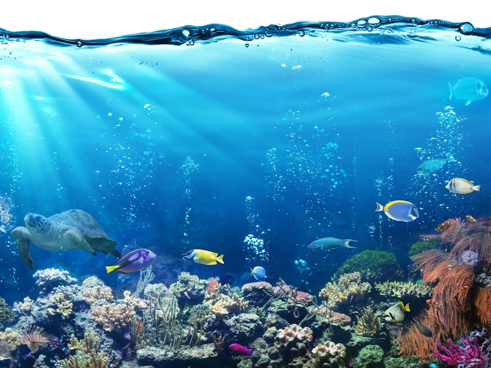 Coral Reef 1