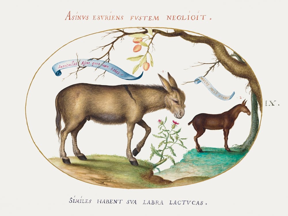 Donkey And A Mule (1575–1580), Joris Hoefnagel