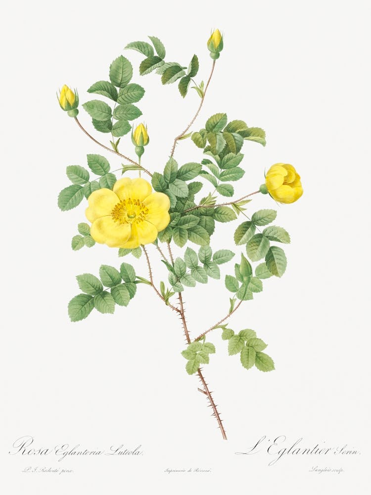 Sweetbriar Rose, Pierre Joseph Redoute (2)
