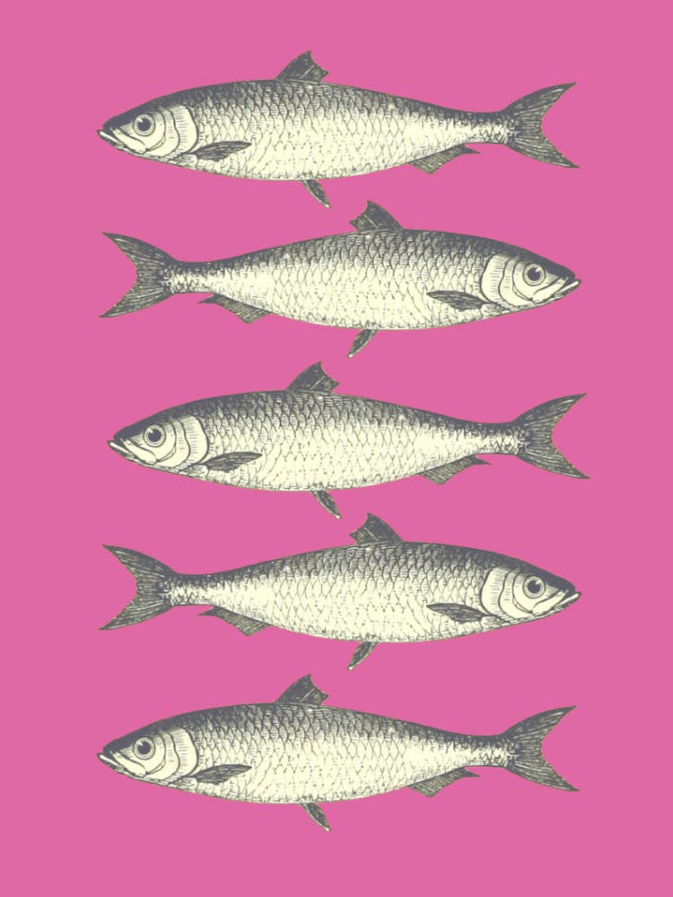 Sardinen - Rosa