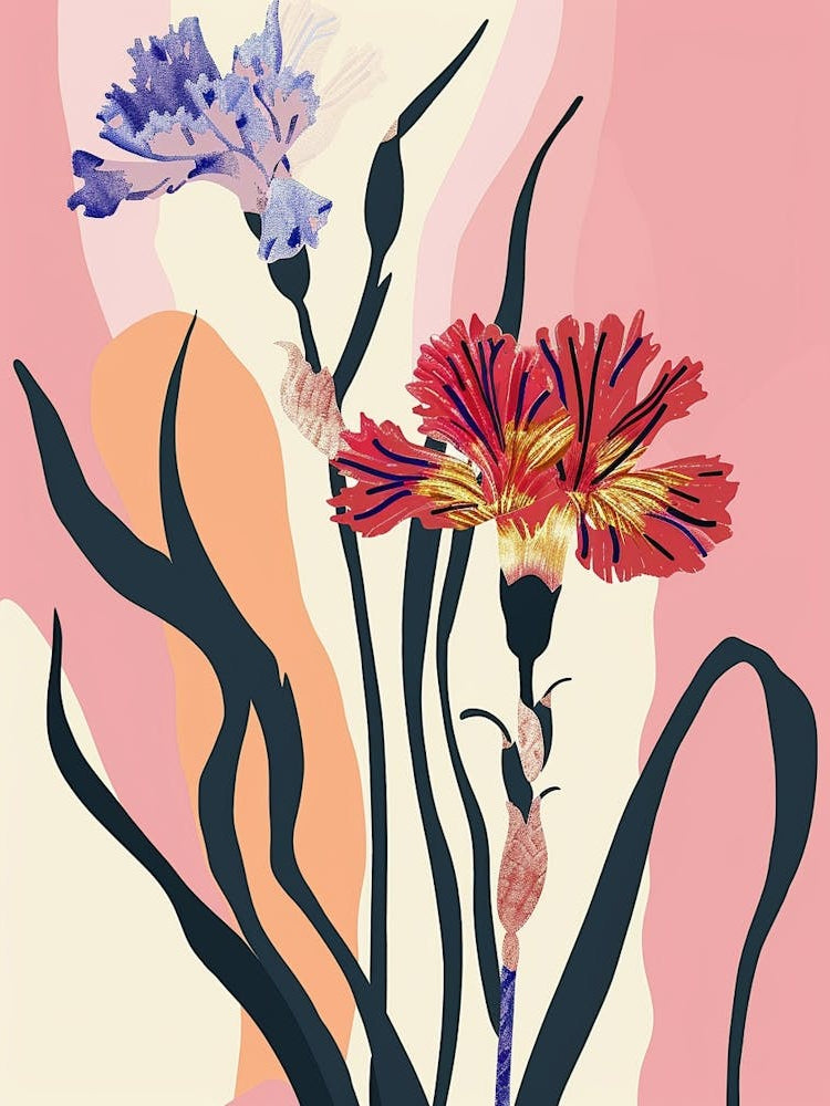 Colourful Flower Illustration Carnation Dianthus 1