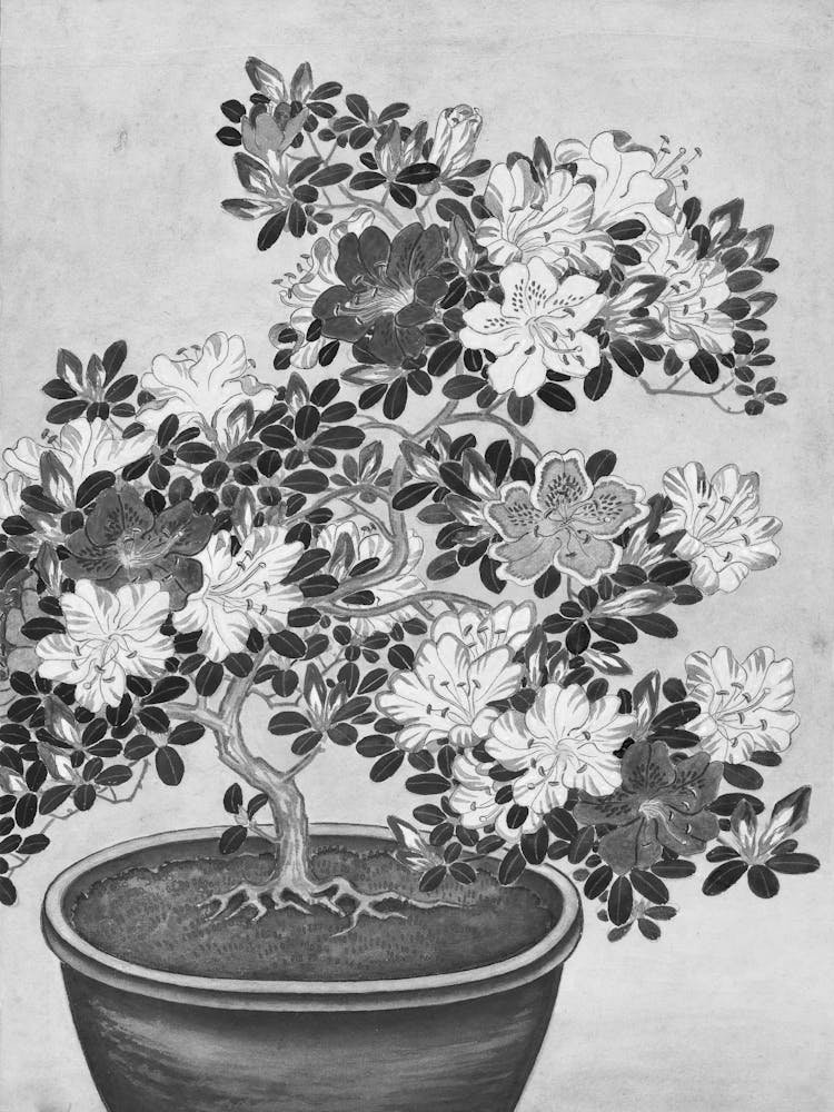 Bonsai