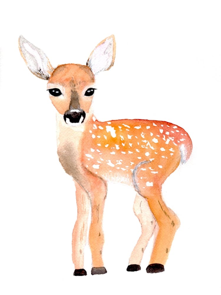 Fawn