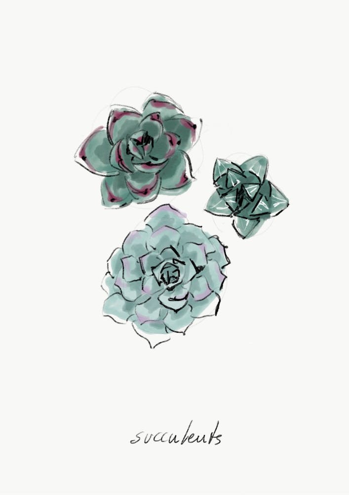 Succulents II