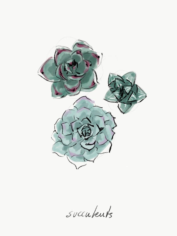 Succulents II