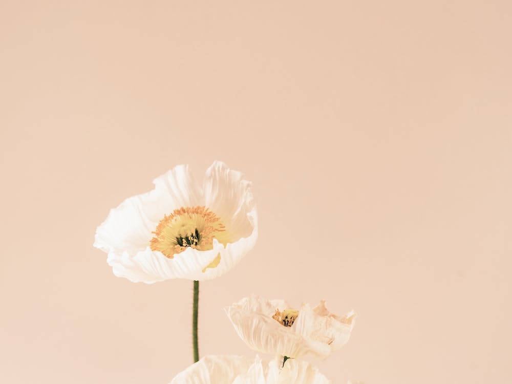 White And Yellow Flower