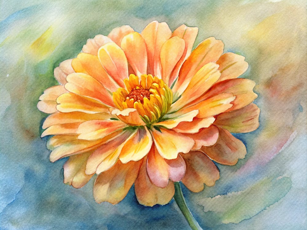 Zinnia 1