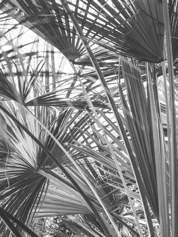 Palm Trees In Black And White 1