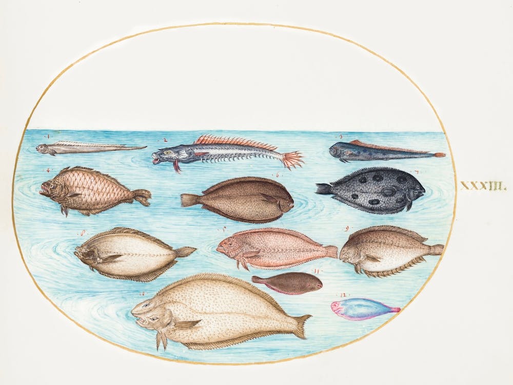 Sole And Other Flatfish With Bandfish (1575–1580), Joris Hoefnagel