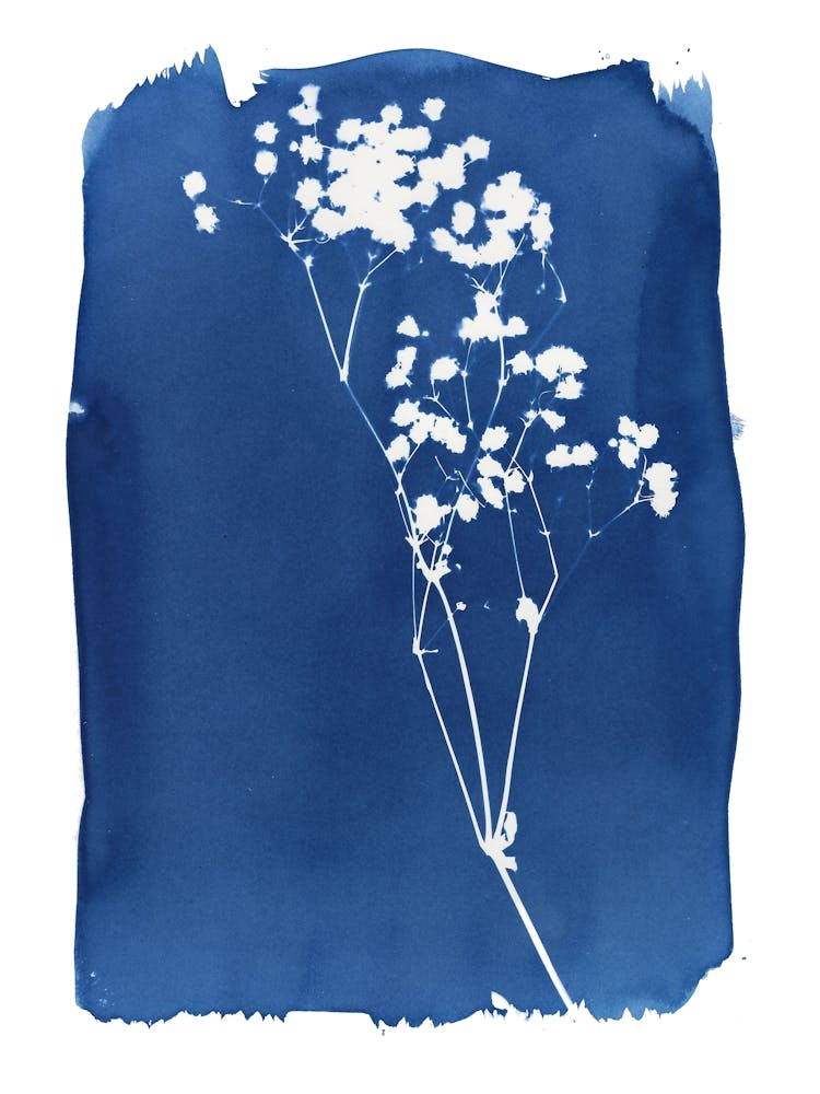 Flower Stems Cyanotype
