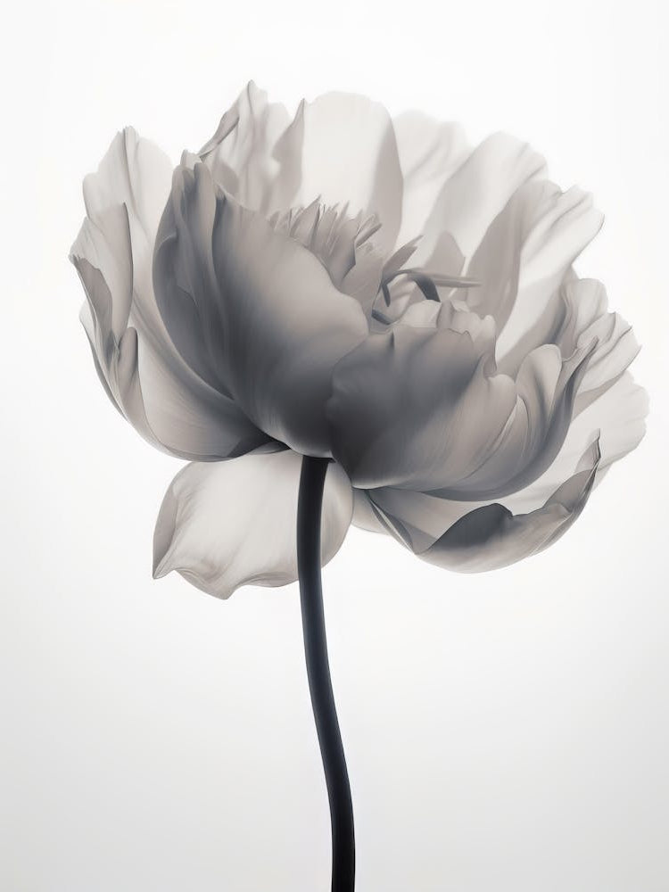 Floral Art 0007 X Ray Flowers 0006 Sephia X Ray Flowers 0027 Bp6586 Minimalist Soft Bright X Ray Scandinavian Minimali