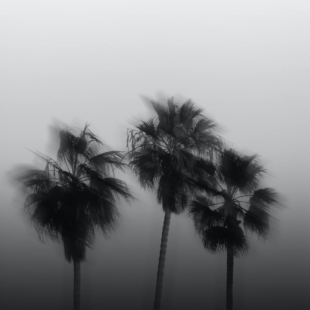 California Palm Trees Blurry Square Minimalist