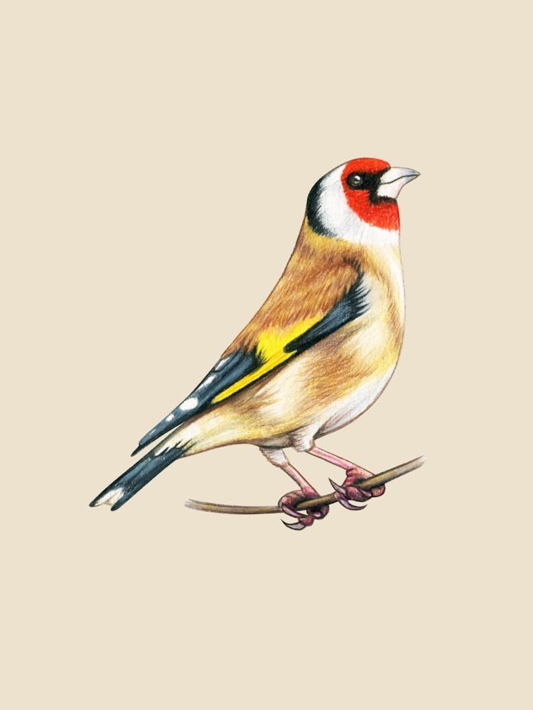 Goldfinch
