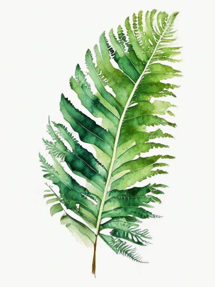 Tassel Fern Watercolour