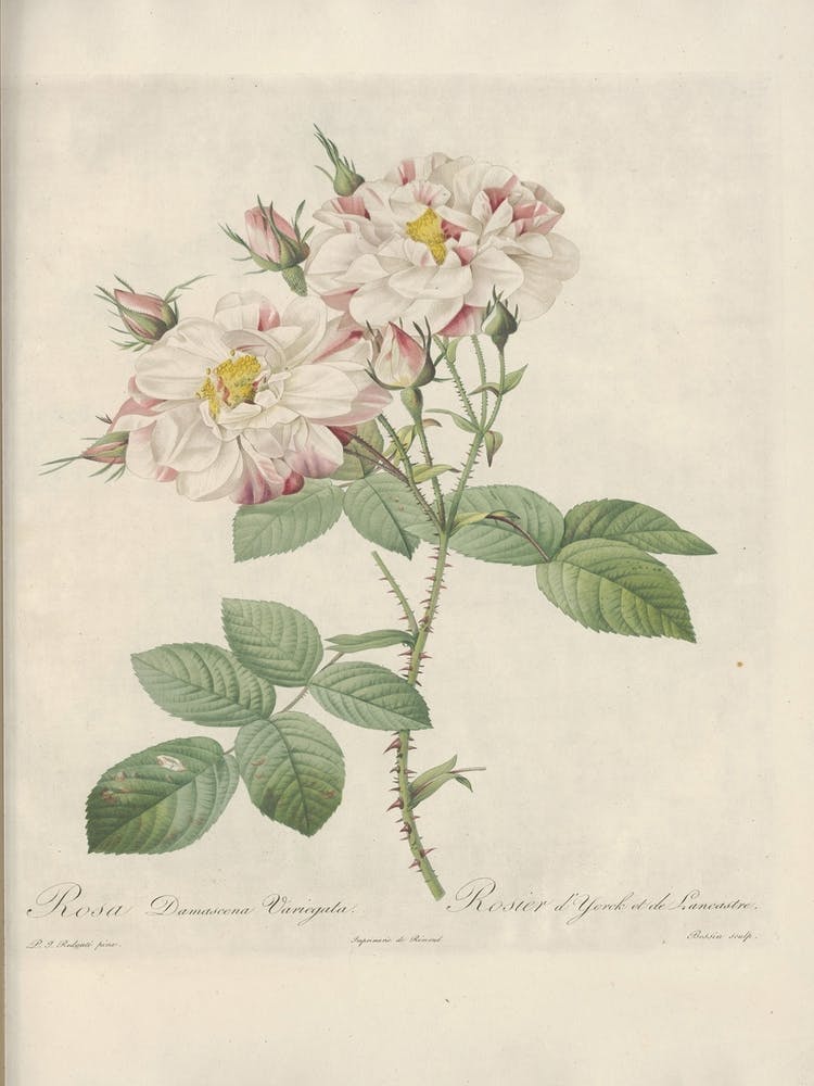 Rose Illustration, Pierre Joseph Redoute (7) 1