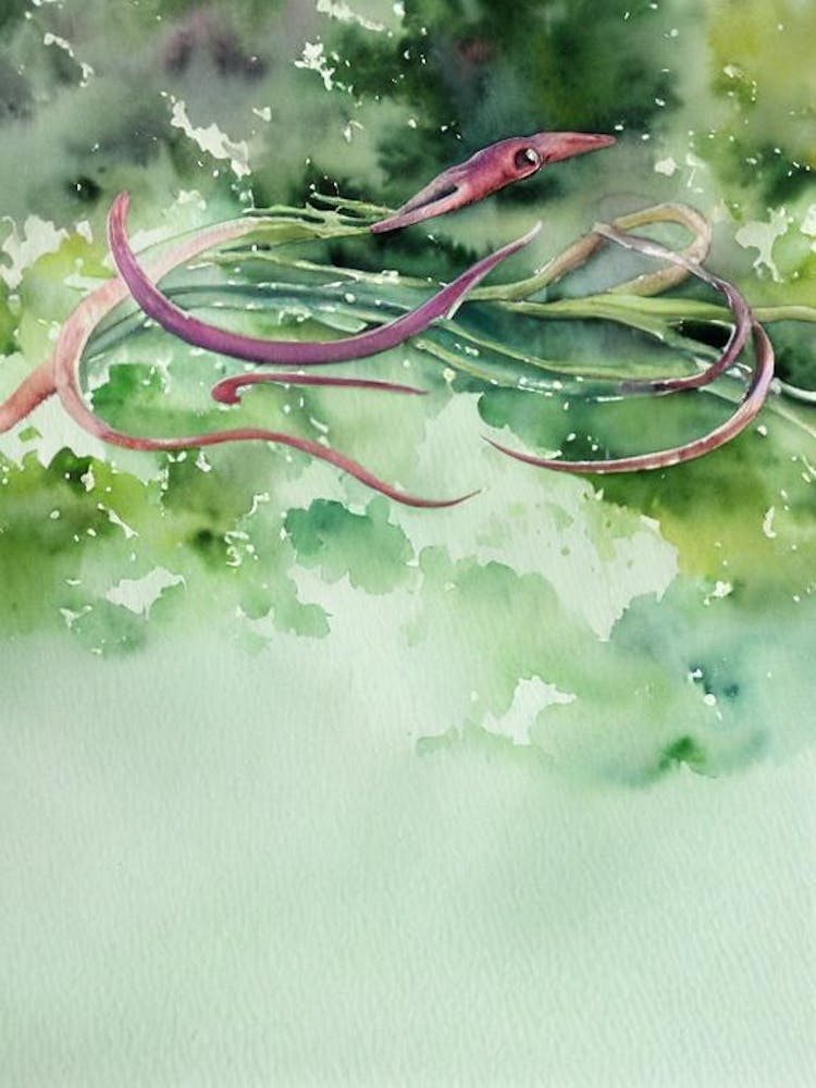 Squid II Storybook Watercolour